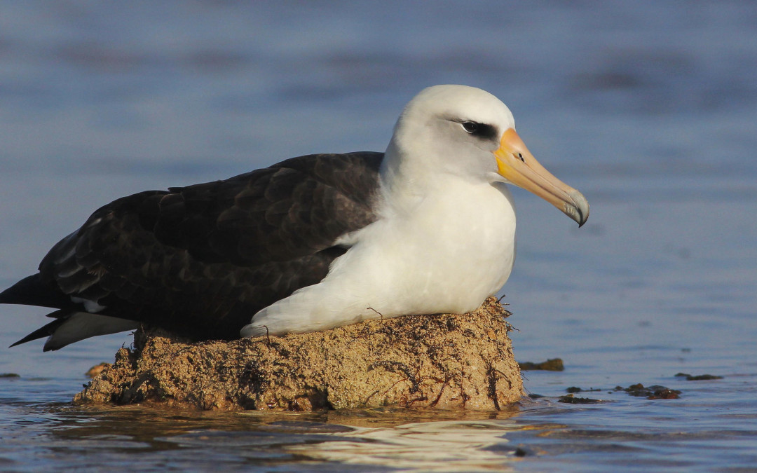Climate Change May Swallow Albatross’ Nesting Grounds Sooner Than We Thought