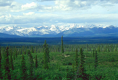 The Rapid and Startling Decline Of World’s Vast Boreal Forests