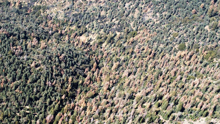 102 million dead California trees ‘unprecedented in our modern history,’ officials say