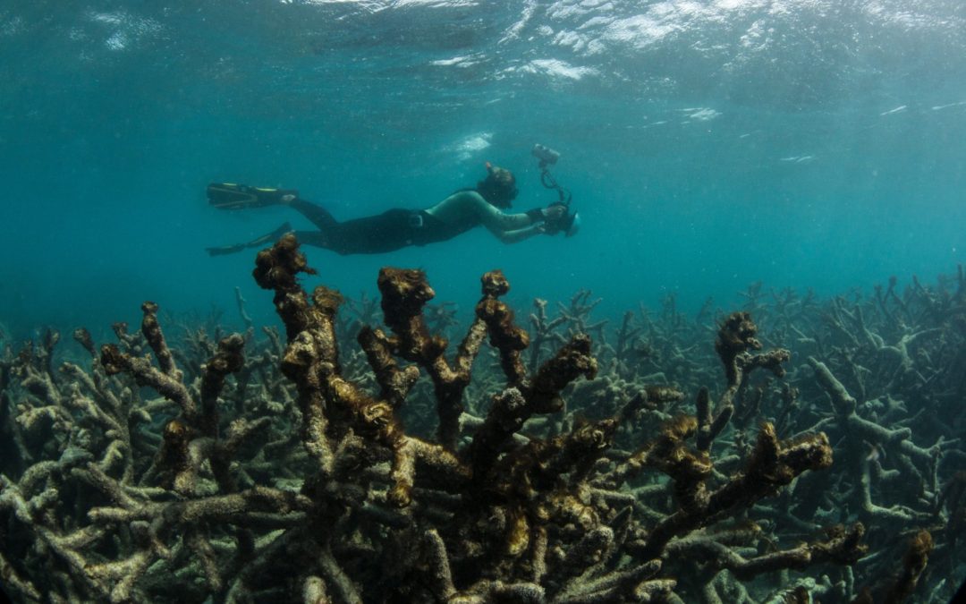 Scientists race to prevent wipeout of world’s coral reefs