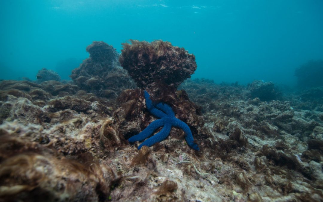 Climate Change Has ‘Permanently’ Changed the Great Barrier Reef
