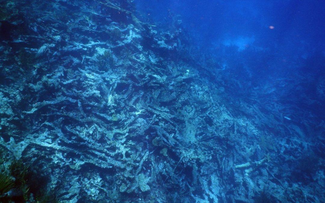 As coral reefs die, huge swaths of the seafloor are deteriorating along with them
