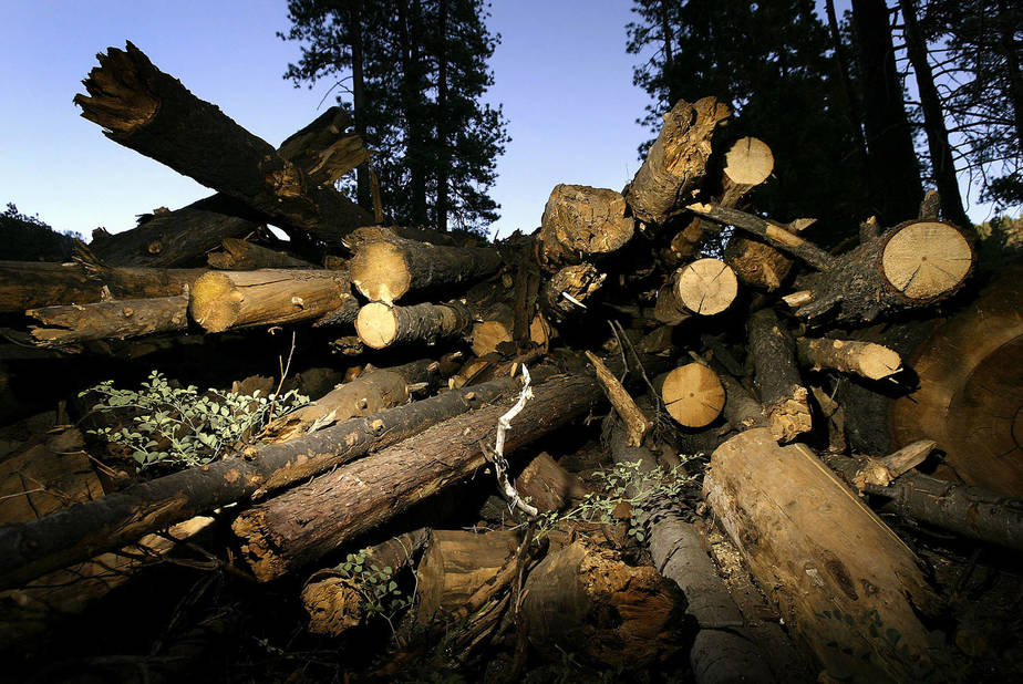 Logging Plays Bigger Climate Change Role Than U.S. Acknowledges