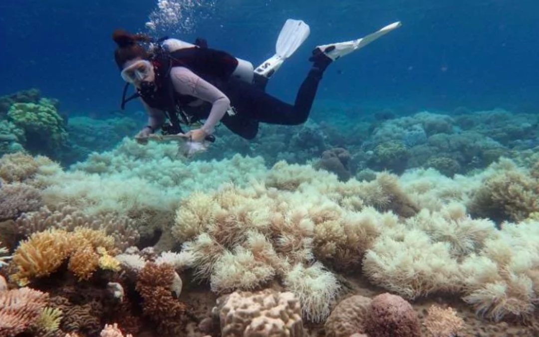 Great Barrier Reef is damaged beyond repair and can no longer be saved, say scientists