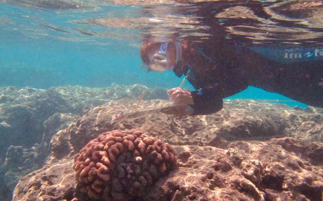 Scientists warn US coral reefs are on course to disappear within decades