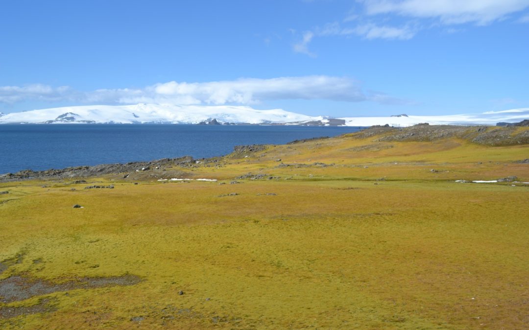 Thanks to global warming, Antarctica is beginning to turn green