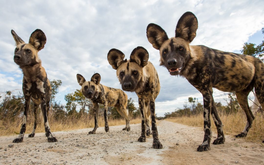 Hot dogs: rising heat makes it too hot for Africa’s wild dogs to hunt