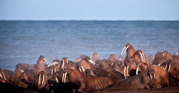 Walruses on packed Alaska beach may have died in a stampede