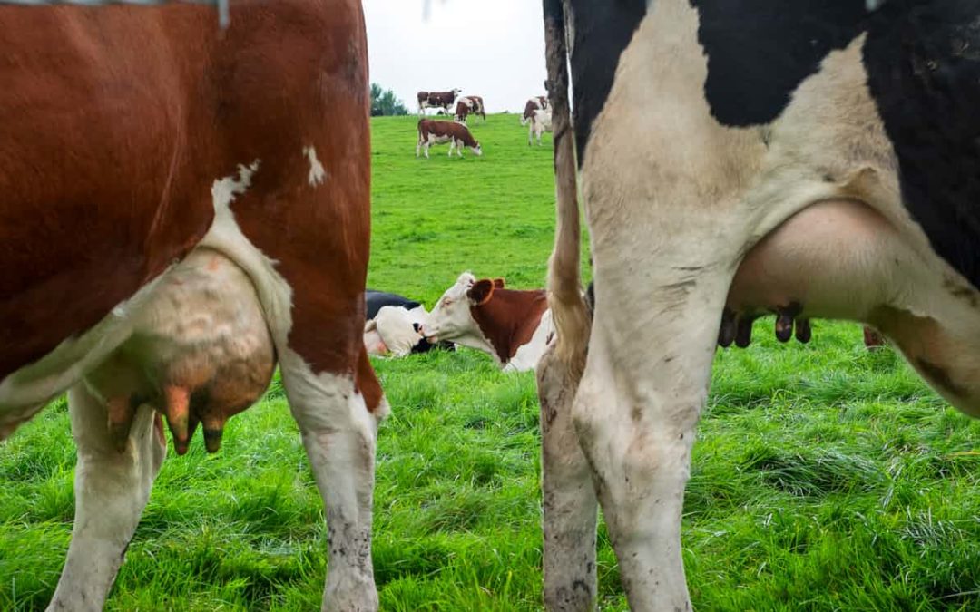 Methane emissions from cattle are 11% higher than estimated
