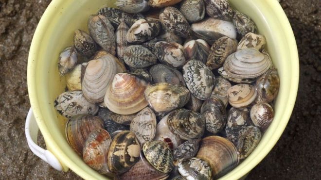 Baltic Sea clams ‘giving off as much gas as 20,000 cows’
