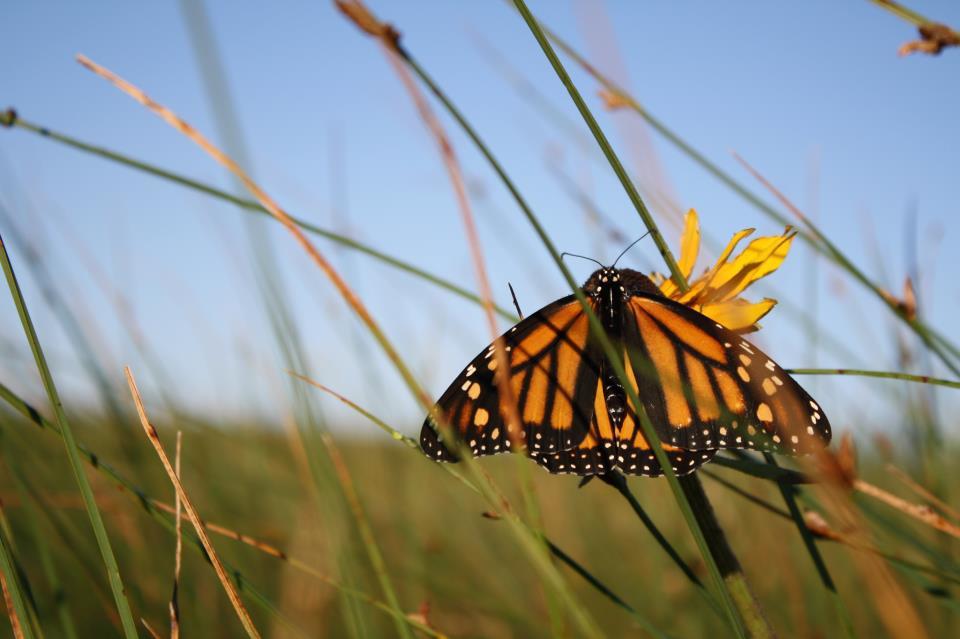 Swarms of Monarch Butterflies Stuck Up North