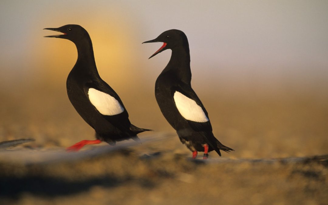 Canary in the Climate Mine: Arctic Seabird’s Future Is on Thin Ice