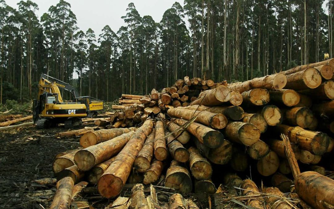 Victorian logging could trigger ecosystem collapse, researchers say