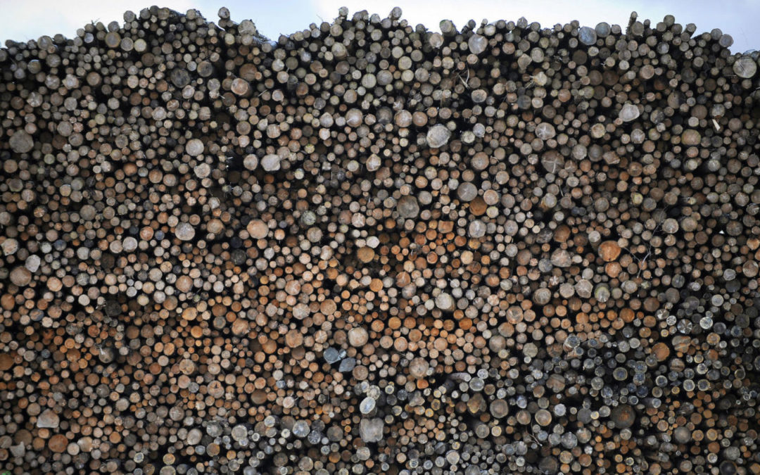 Carbon Loophole: Why Is Wood Burning Counted as Green Energy?