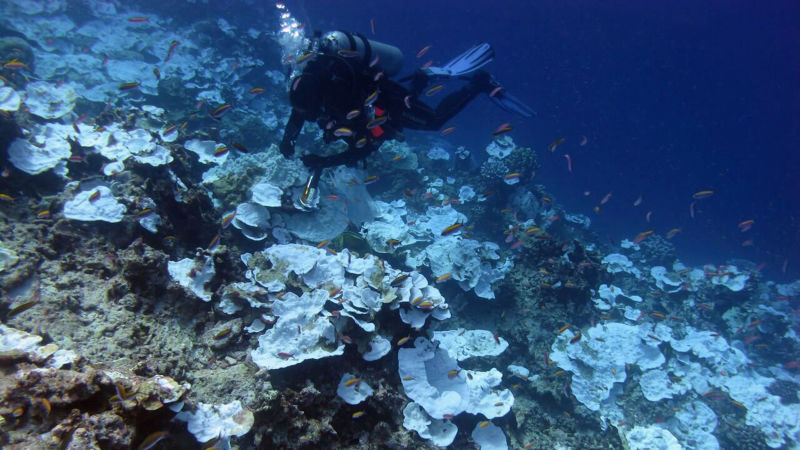 Coral Bleaching Has Ravaged Half of Hawaii’s Reefs