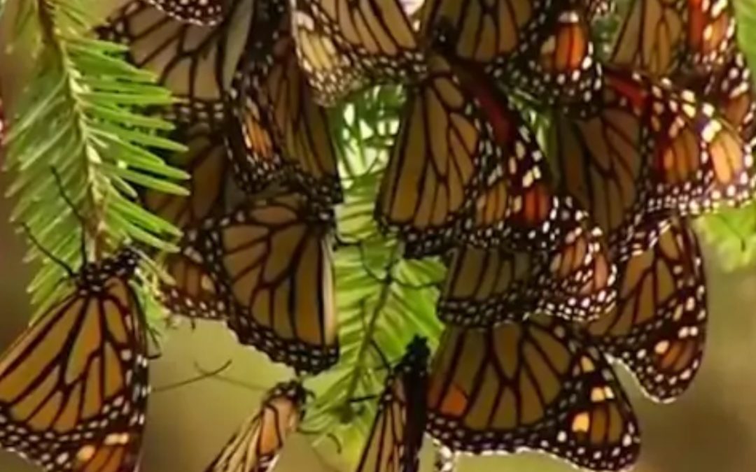 Monarch butterfly migration was off this year and researchers are worried