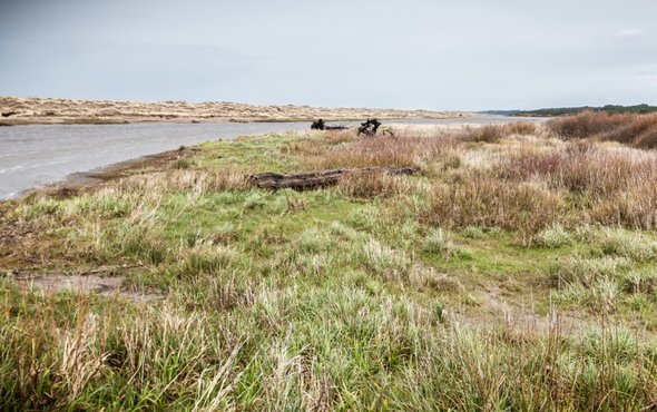 West Coast Wetlands Could Nearly Disappear in 100 Years