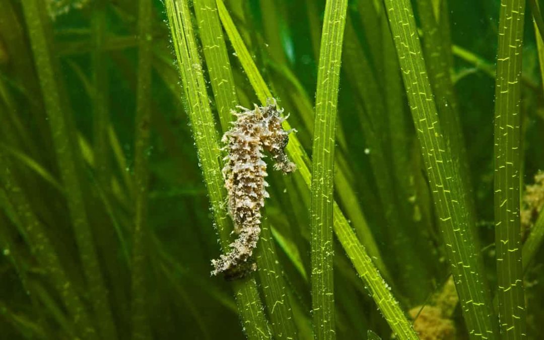 Marine heatwave set off ‘carbon bomb’ in world’s largest seagrass meadow