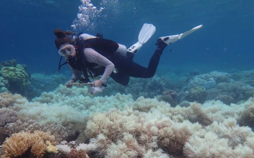 ‘Cooked’: Study finds Great Barrier Reef transformed by mass bleaching