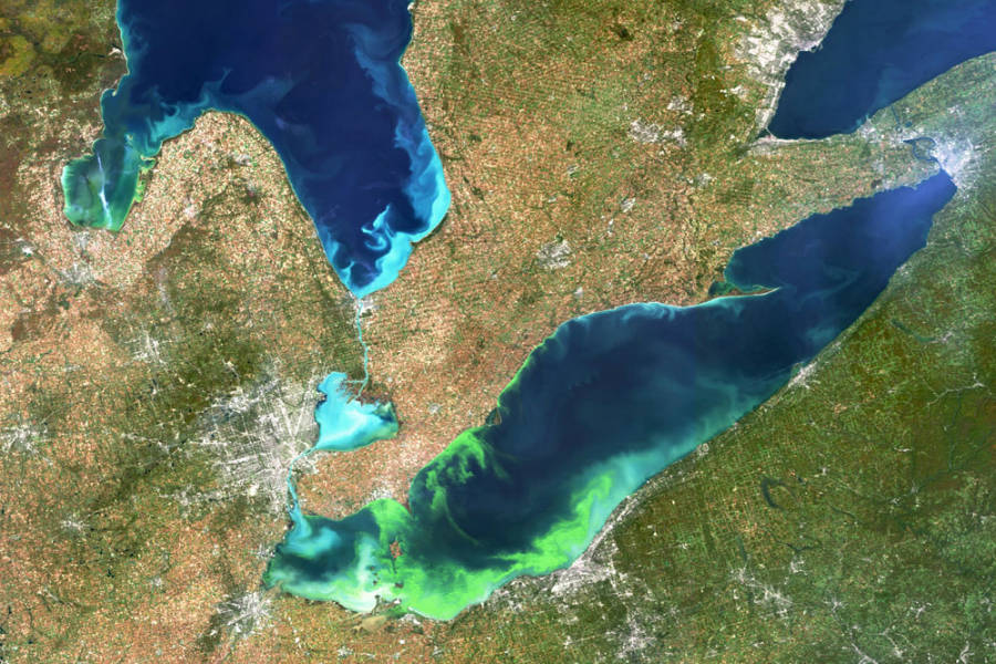 Toxic Algae Blooms Occurring More Often, May Be Caught in Climate Change Feedback Loop