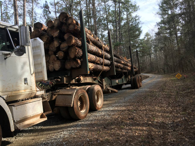 Push to Burn Wood for Fuel Threatens Climate Goals, Scientists Warn