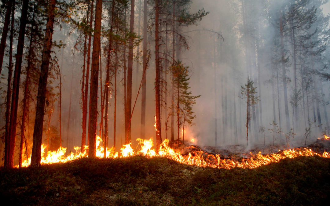 A Global Heat Wave Has Set the Arctic Circle on Fire