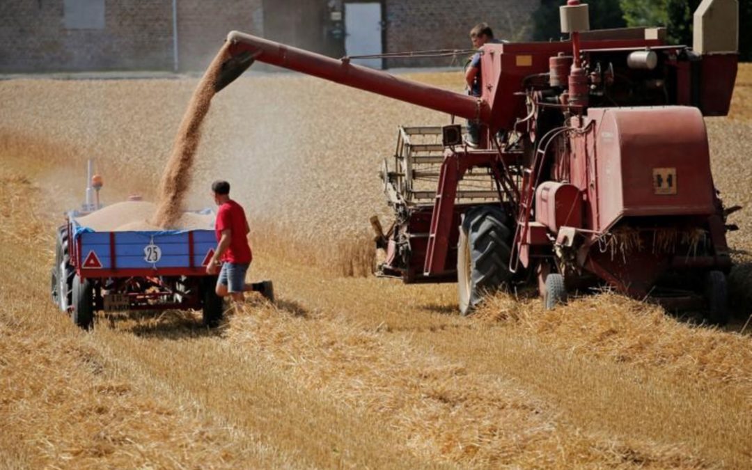 Crop damage mounts for EU farmers after torrid summer