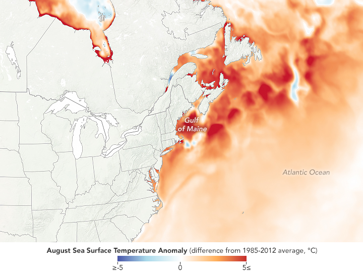 Watery heatwave cooks the Gulf of Maine