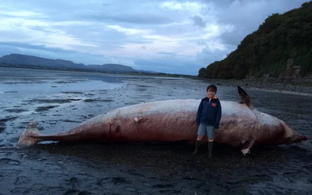 ‘Unprecedented’ Number of Dead Whales Have Washed Up in Scotland and Ireland