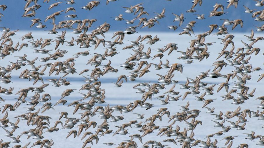 Climate Change: Arctic ‘no safe harbour’ for breeding birds
