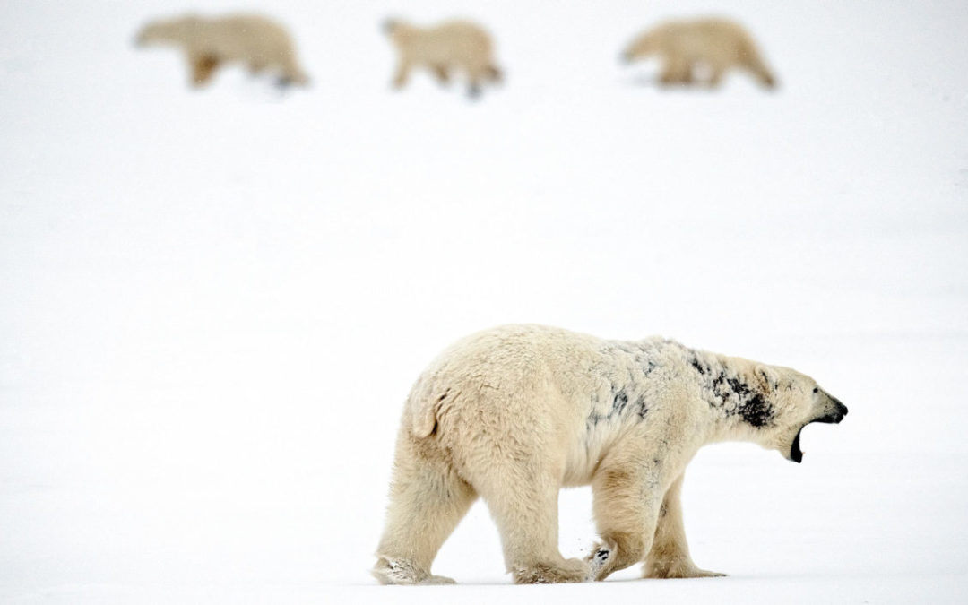 Is Warming Bringing a Wave of New Diseases to Arctic Wildlife?