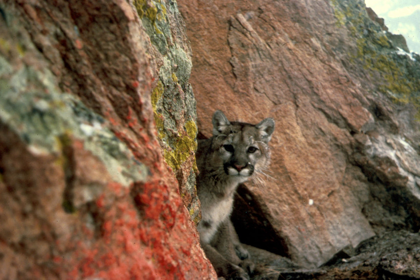 Rat Poison Found in 85 Percent of Tested Mountain Lions, Bobcats, Fishers