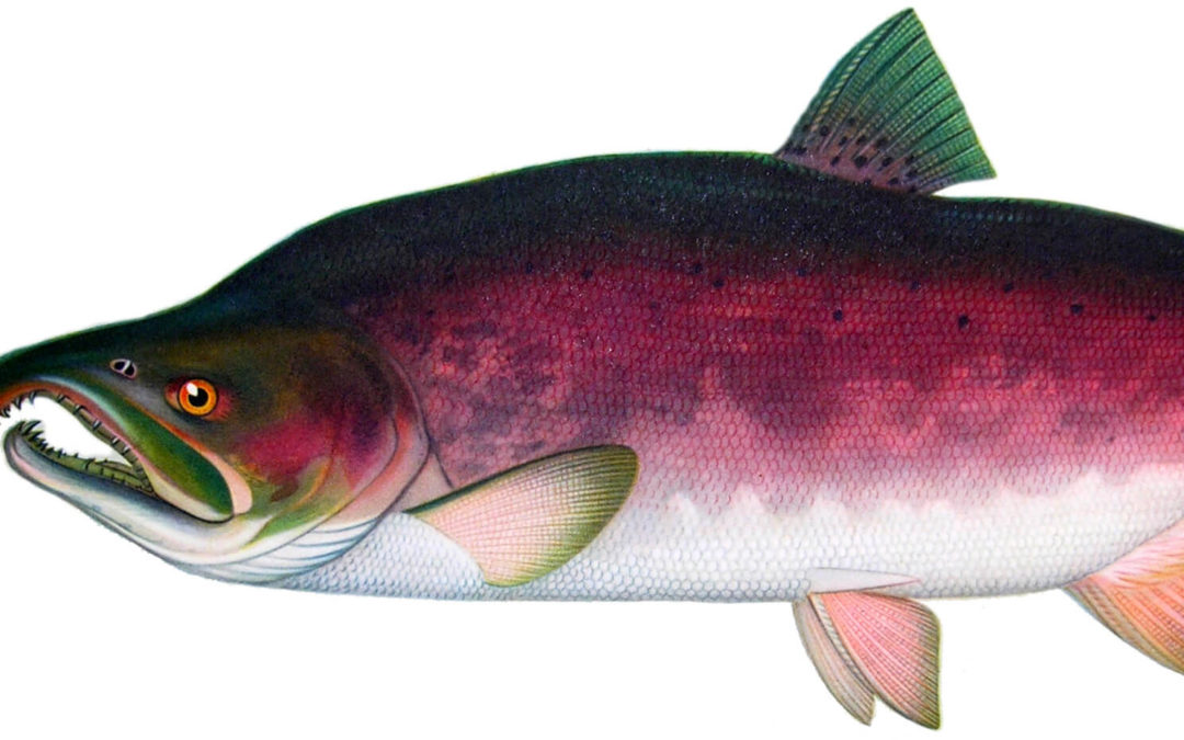 DDT in Alaska meltwater poses cancer risk for people who eat lots of fish