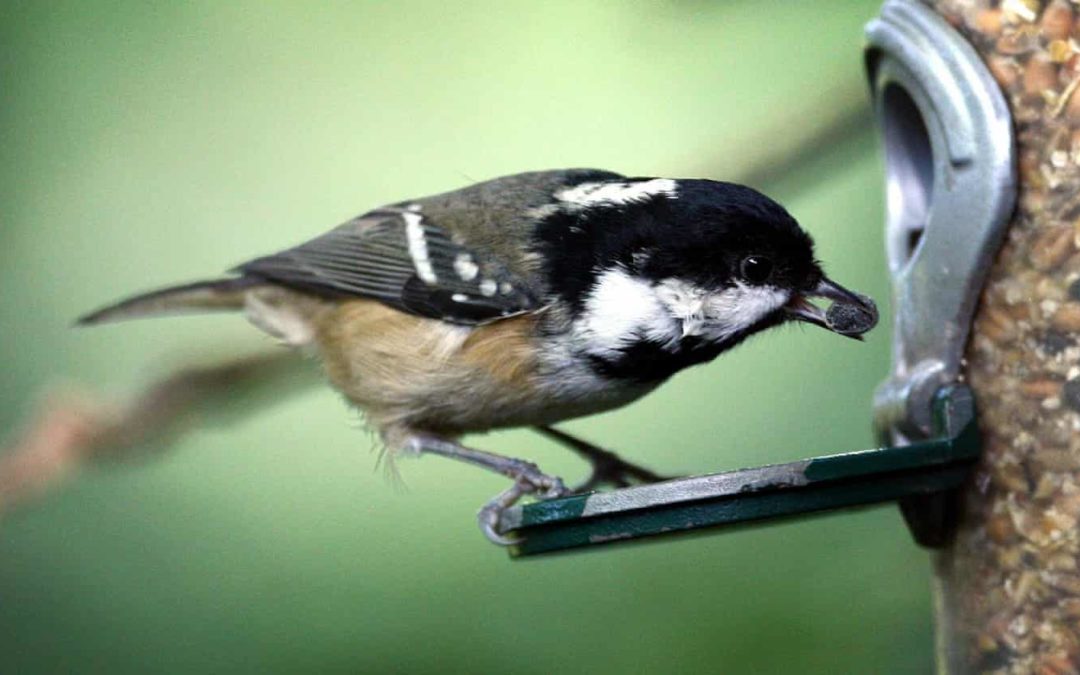 Bye bye blackbird?: RSPB’s Big Garden Birdwatch marks 40 years