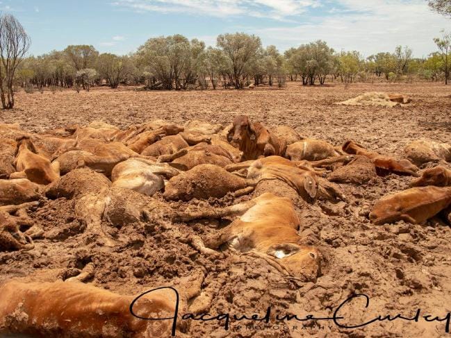 Flood-affected farmers witness entire cattle herds wiped out by catastrophic deluge