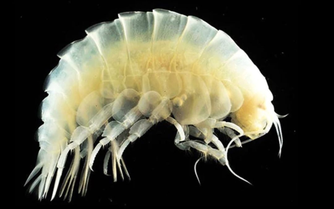 Microplastics and synthetic particles ingested by deep-sea amphipods in six of the deepest marine ecosystems on Earth