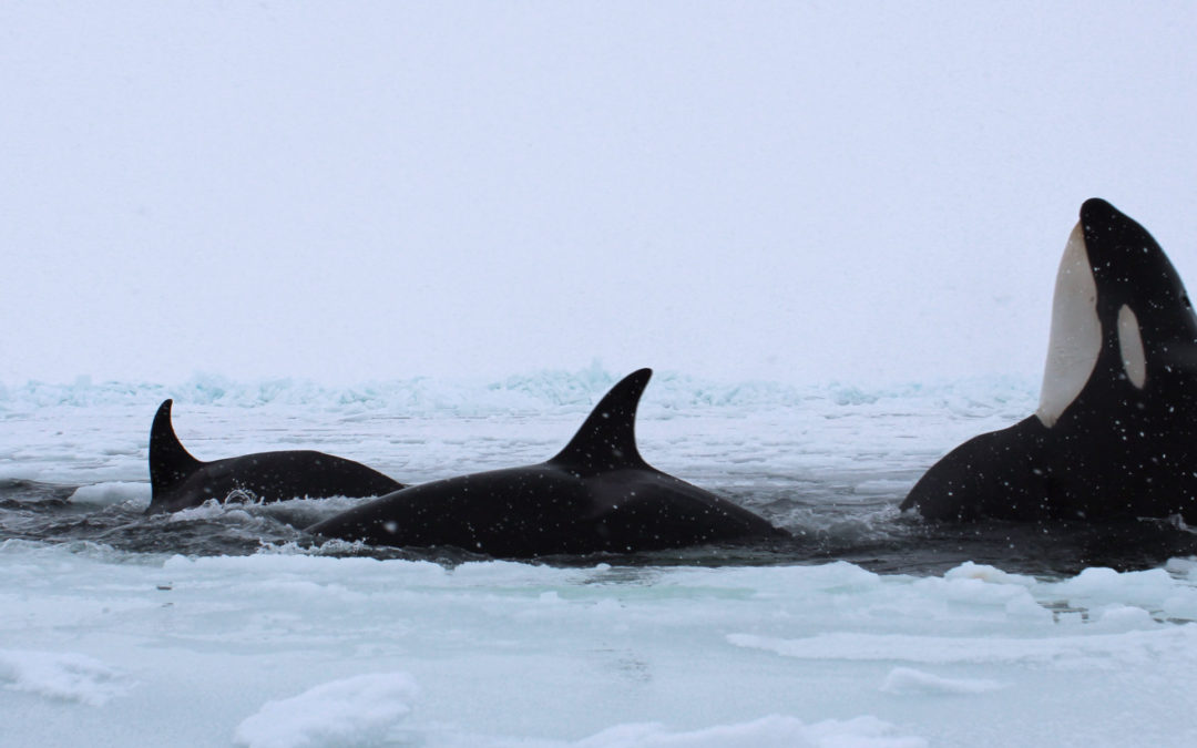 Killer Whales Are Expanding into the Arctic, Then Dying as the Ice Sets In