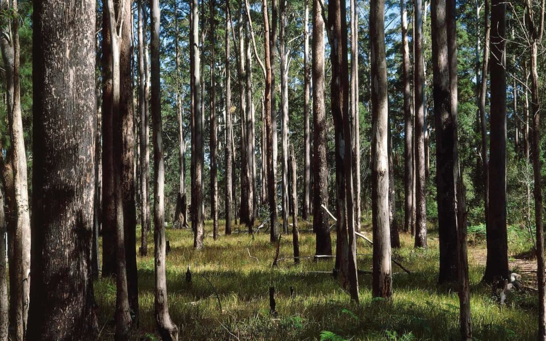 ‘Whole thing is unravelling’: climate change reshaping Australia’s forests