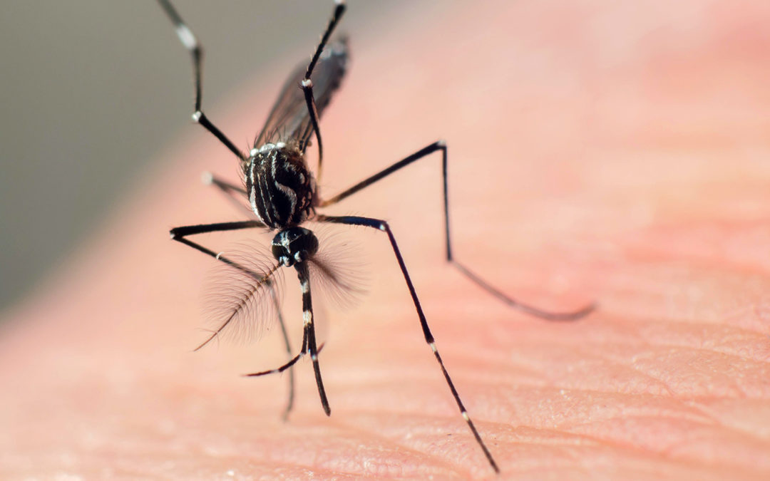 Mosquito-borne diseases could reach extra ‘one billion people’ as climate warms