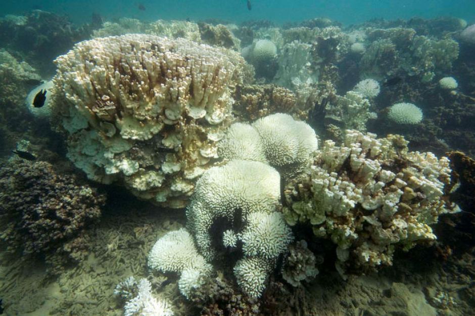 Lord Howe Island coral bleaching ‘most severe we’ve ever seen’, scientists say