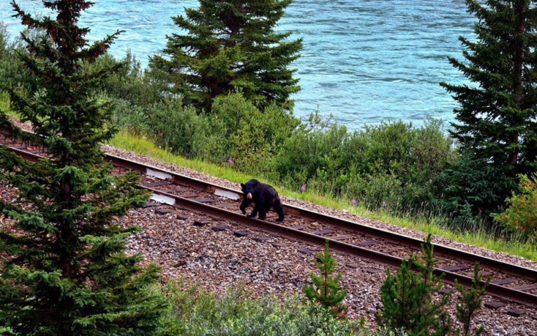 Death by Rail: What We’re Finally Learning About Preventing Wildlife-Train Collisions