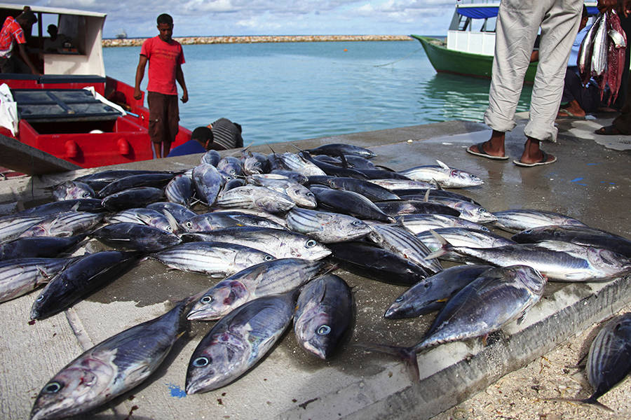 Global Warming Is Hitting Ocean Species Hardest, Including Fish Relied on for Food