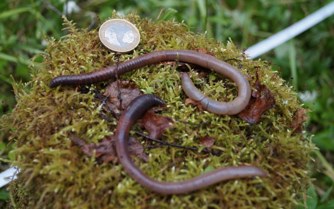‘Earthworm Dilemma’ Has Climate Scientists Racing to Keep Up