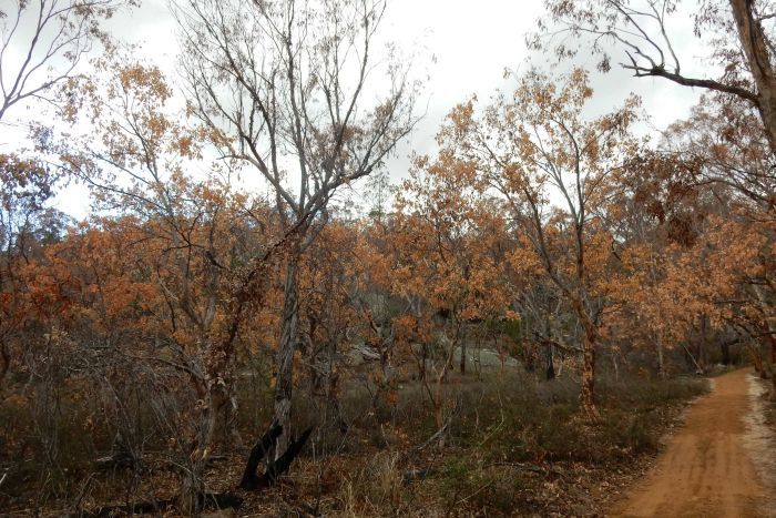 Drought and climate change blamed for the death of centuries-old sandalwood trees