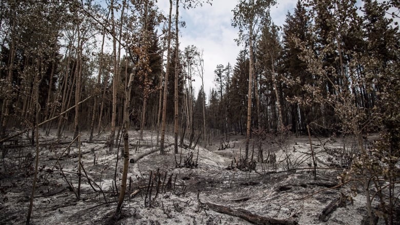 Charred forests not growing back as expected in Pacific Northwest