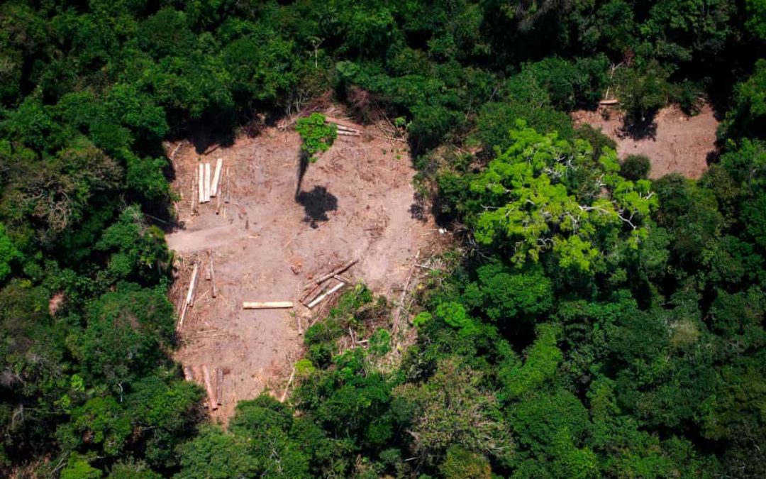 Bolsonaro has blessed ‘brutal’ assault on Amazon, sacked scientist warns