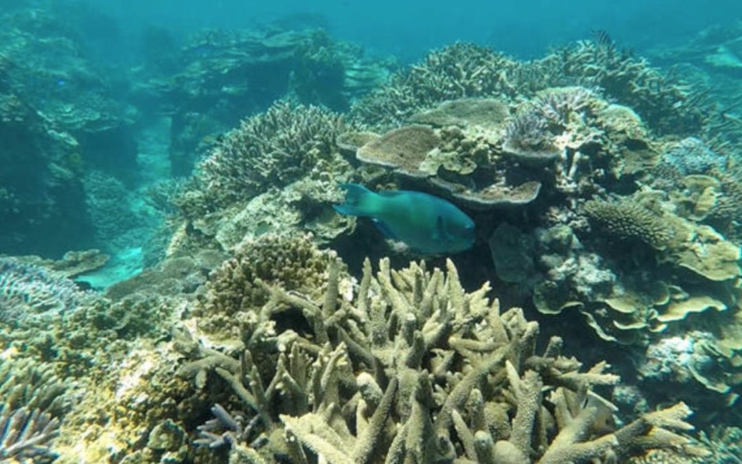 Great Barrier Reef health outlook downgraded to “very poor” due to ocean warming
