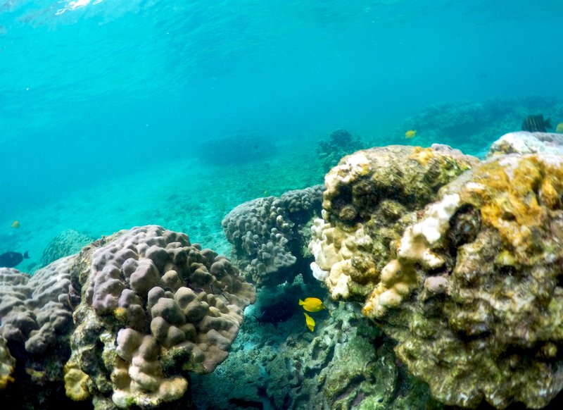 Coral die-off predicted as marine heat wave engulfs Hawaii