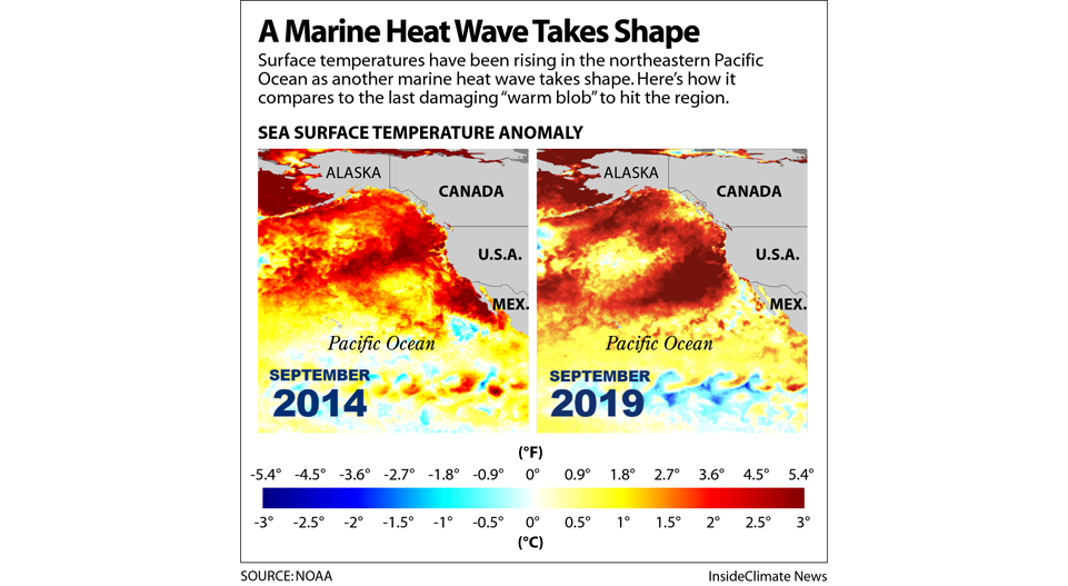 A Marine Heat Wave Intensifies, with Risks for Wildlife, Hurricanes and California Wildfires