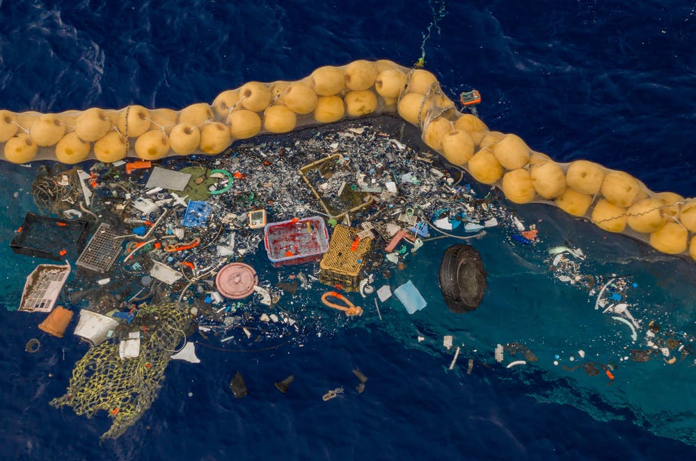 Whales and dolphins found in the Great Pacific Garbage Patch for the first time